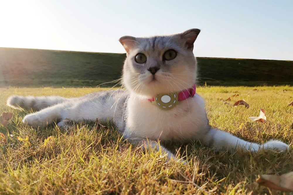 WHALEZON sécurité AirTag – housse chat: suivi fiable.