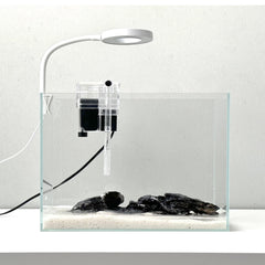 Whalix aquarium nano sur bureau, design sans cadre pour une vue claire.