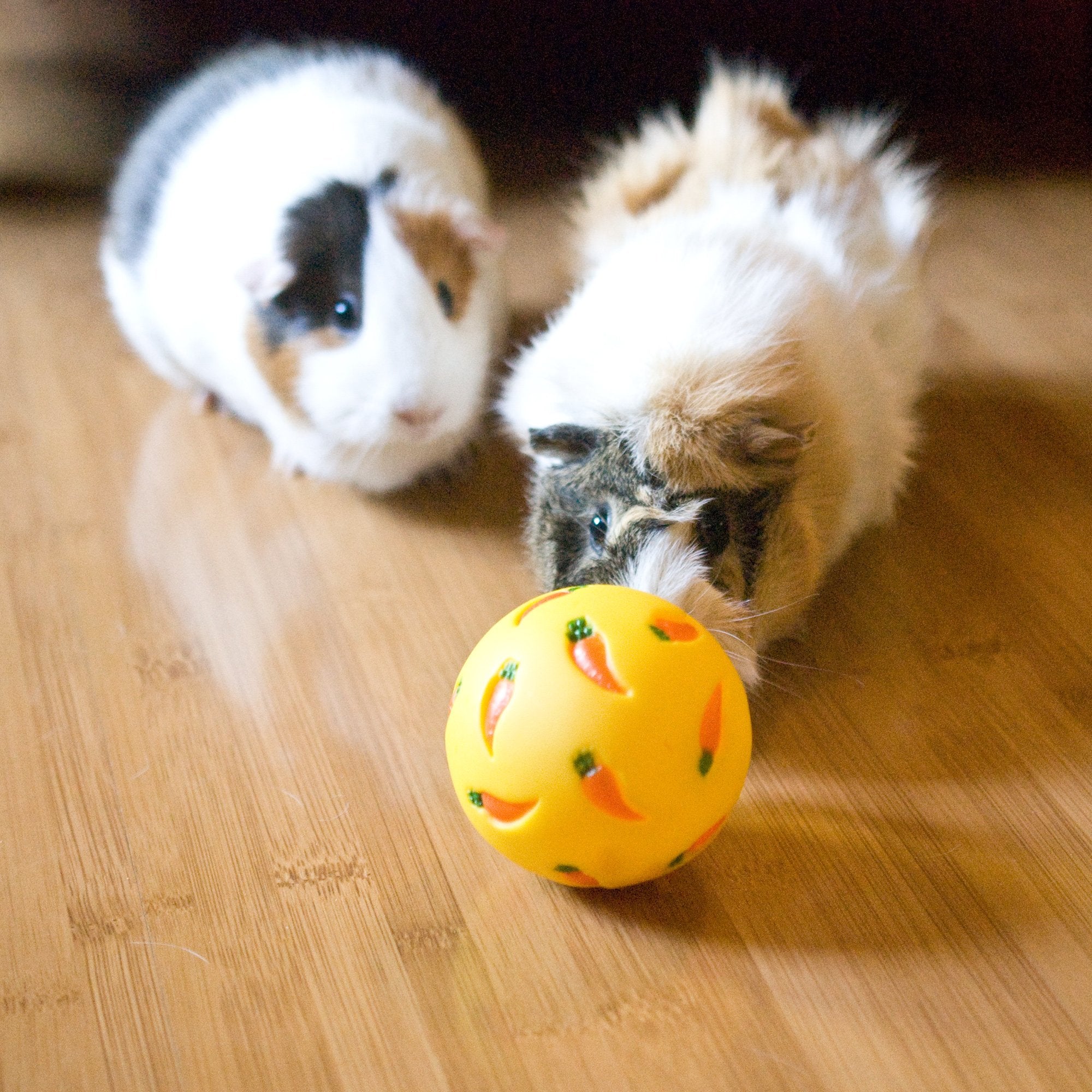 Enrichissement ludique pour petits animaux Wheeky.