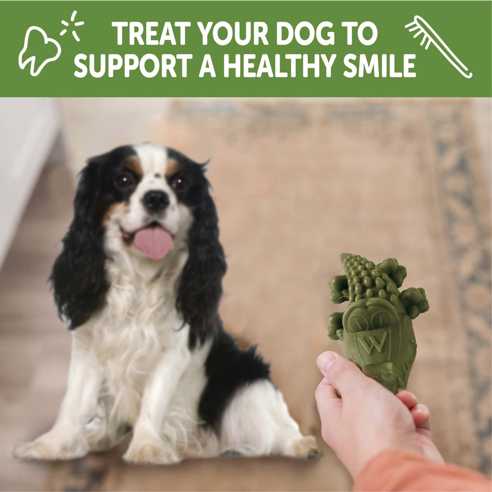 Whimzees Alligator – chien en train de mâcher, session de mastication longue.