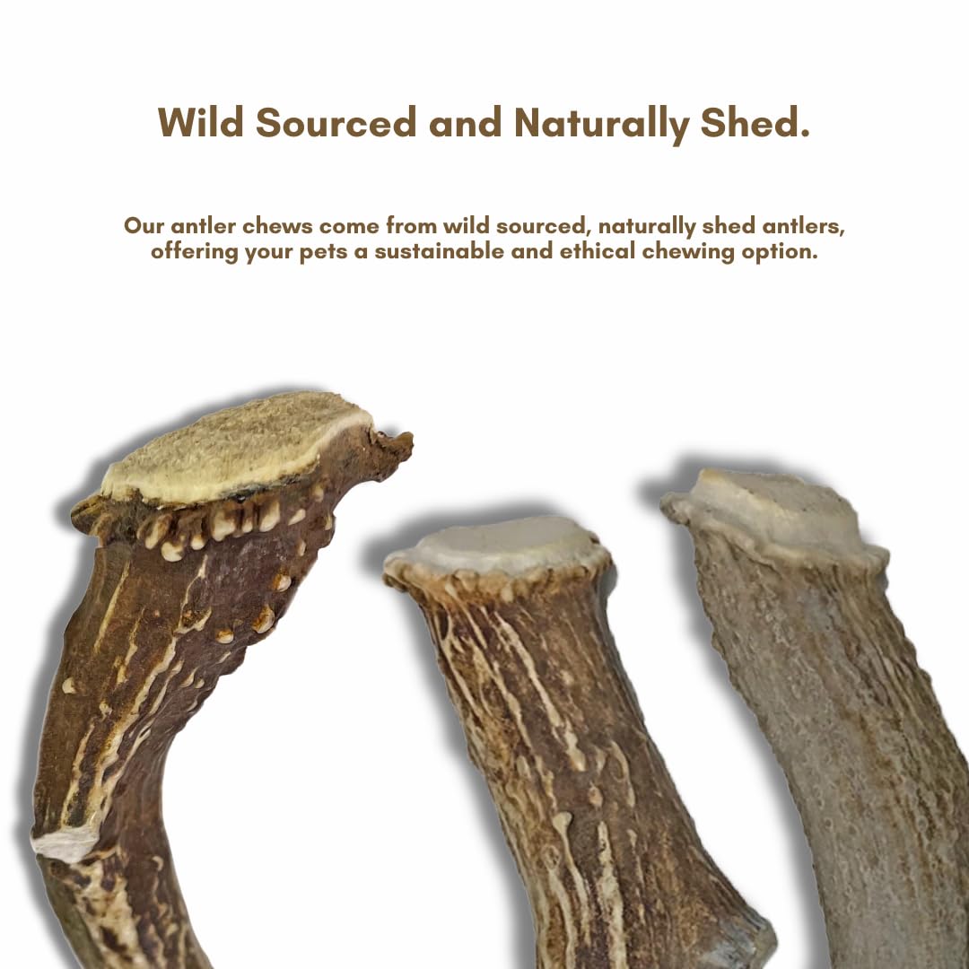 WhiteTail Naturals artisanat texan, bois de cerf de qualité.