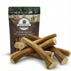 WhiteTail Naturals corne d’élan entière pour chien, morsure durable et naturelle.