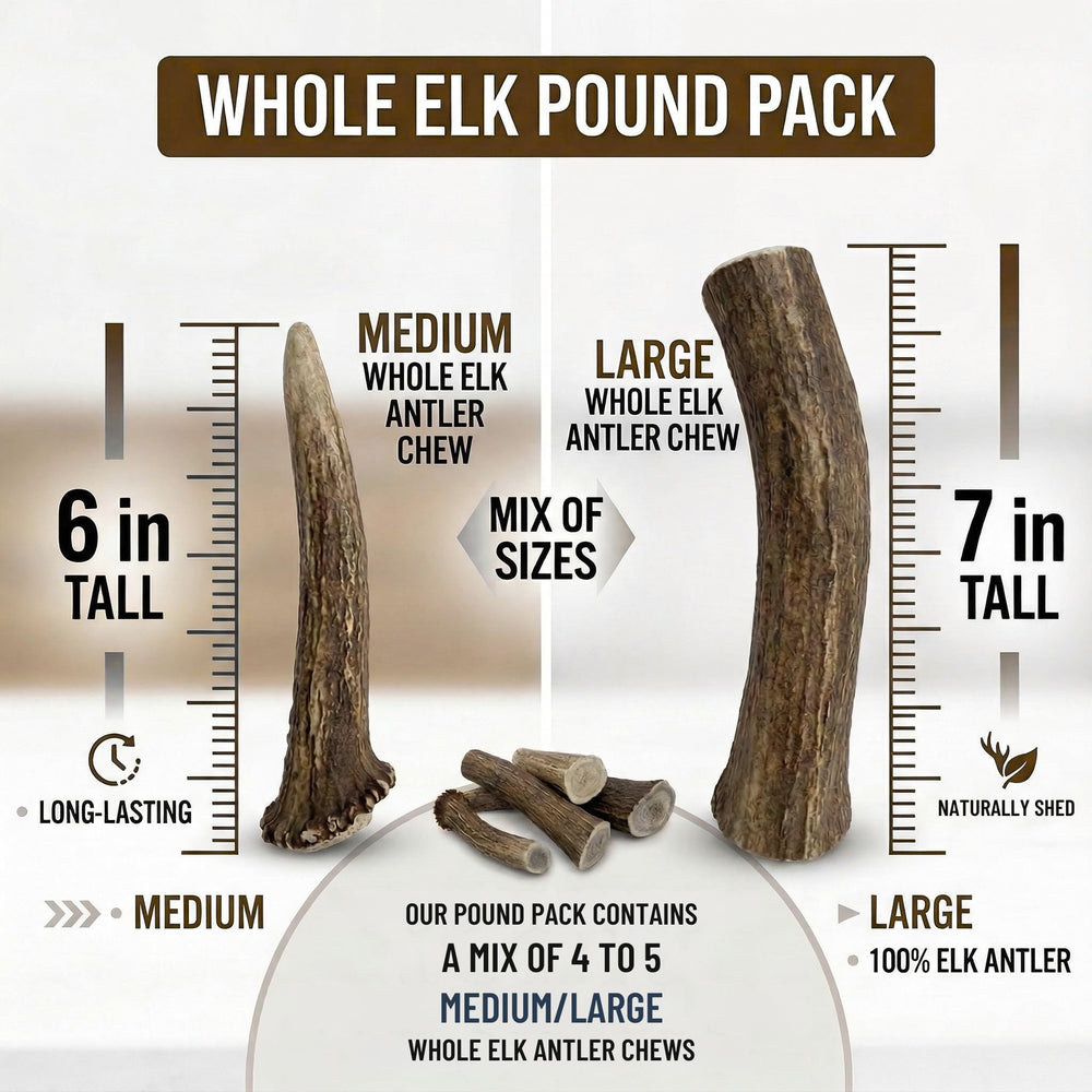 WhiteTail Naturals corne d’élan naturelle pour le mâchage.
