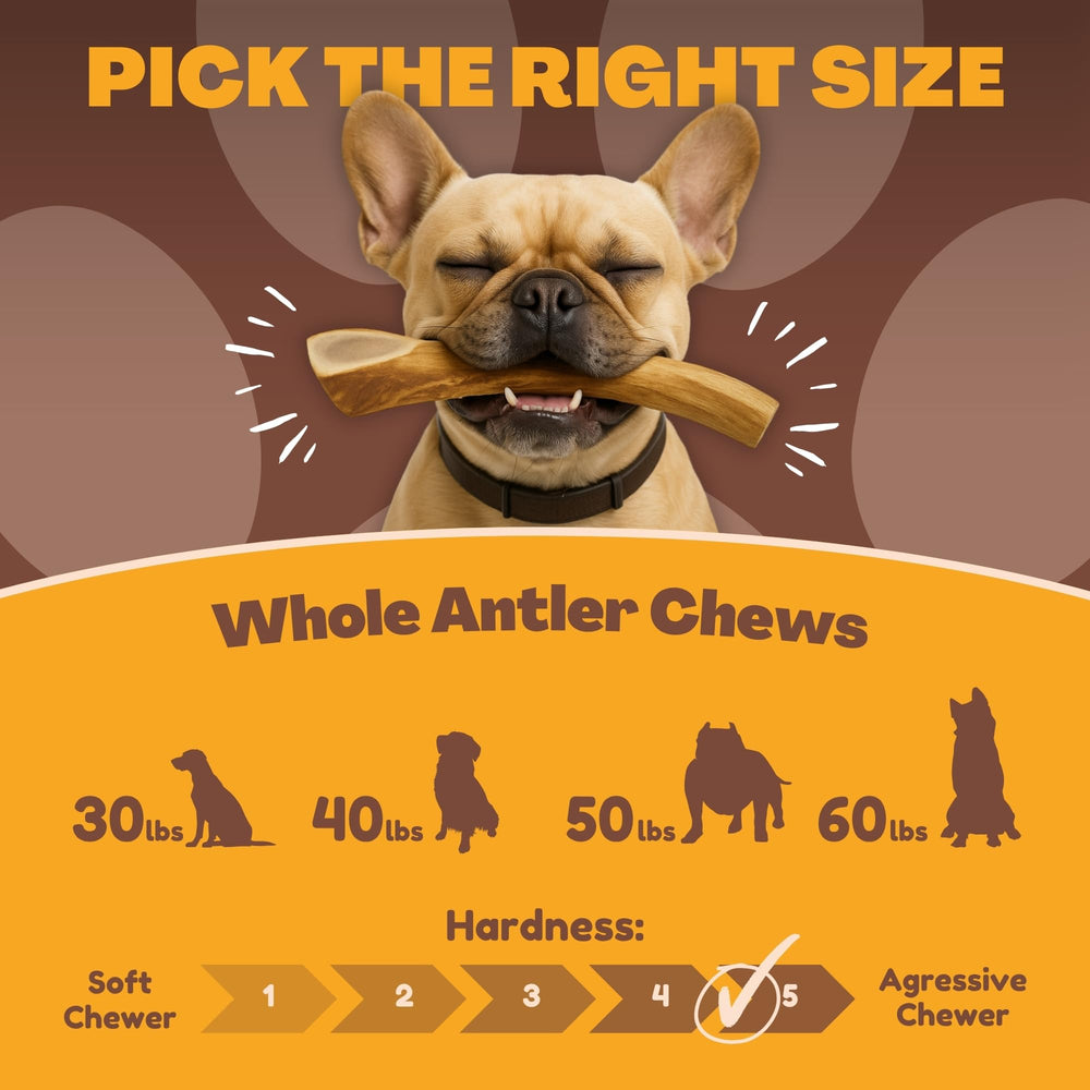 WhiteTail Naturals corne de cerf grande taille pour chien.