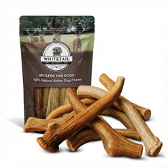 WhiteTail Naturals corne de cerf pour chien, expérience de mastication durable.