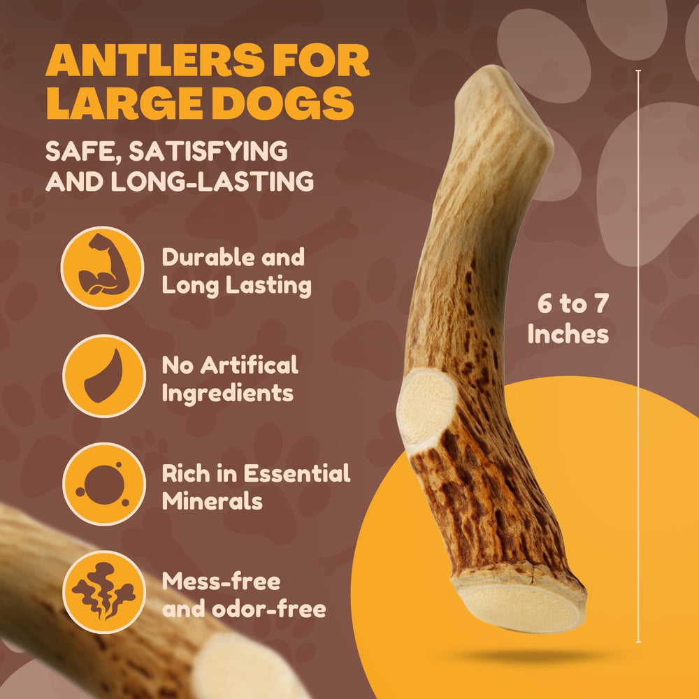 Tranches de cornes de cerf WhiteTail Naturals, portions adaptées aux fortes mâchoires.
