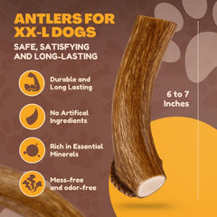 WhiteTail Naturals lot de 2 os de cerf XL pour chien.