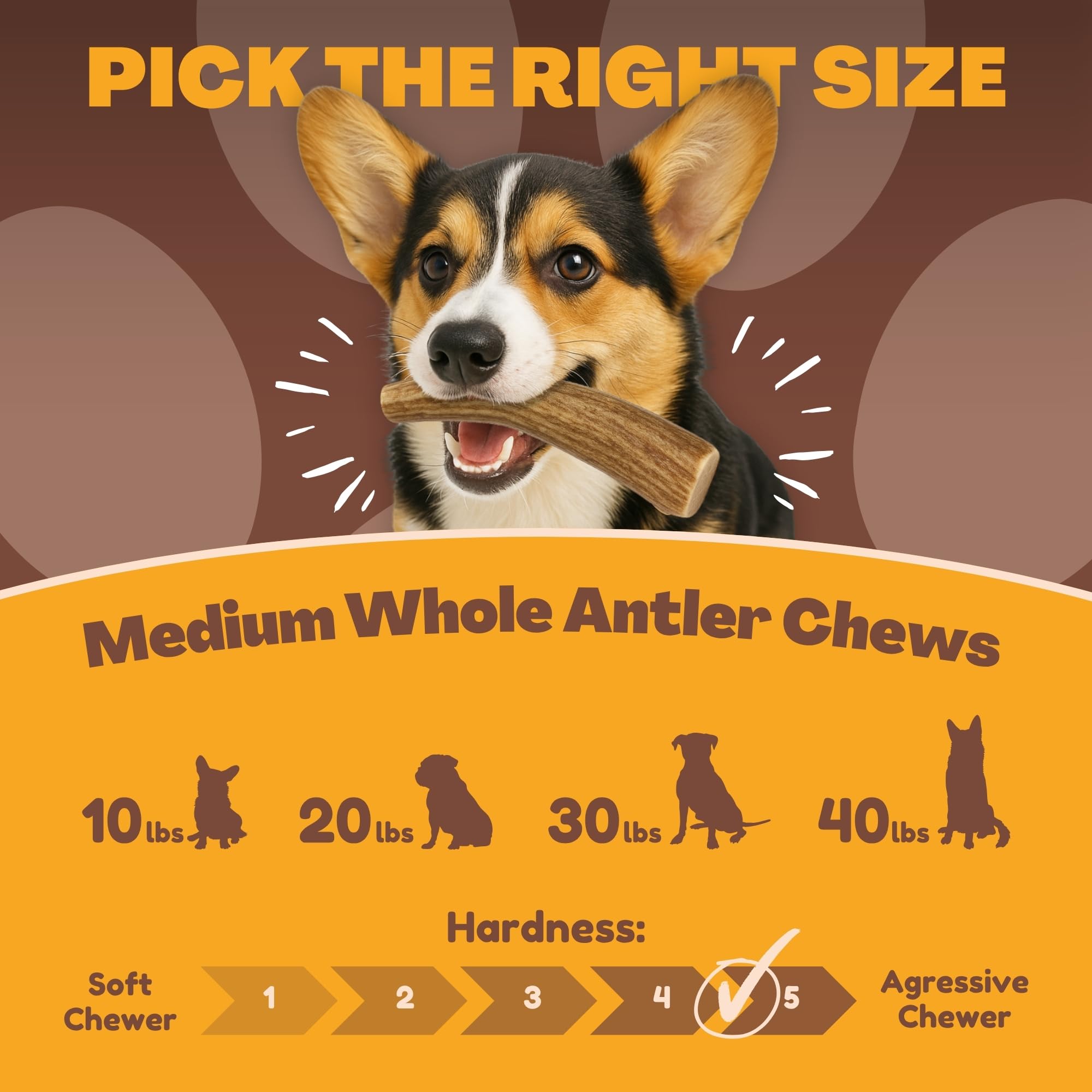Os de cerf pour chien WhiteTail Naturals, format moyen, mastication longue.