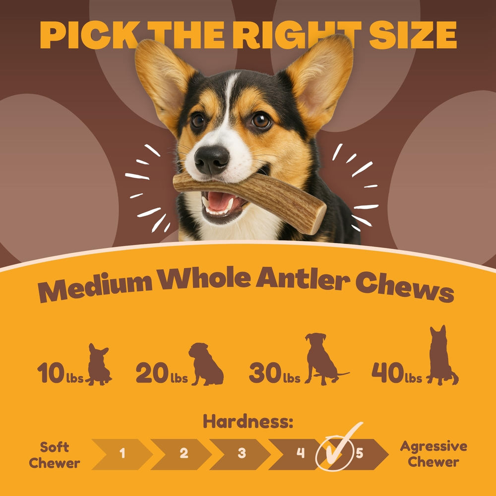 Os de cerf pour chien WhiteTail Naturals, format moyen, mastication longue.