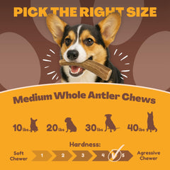 Os de cerf pour chien WhiteTail Naturals, format moyen, mastication longue.