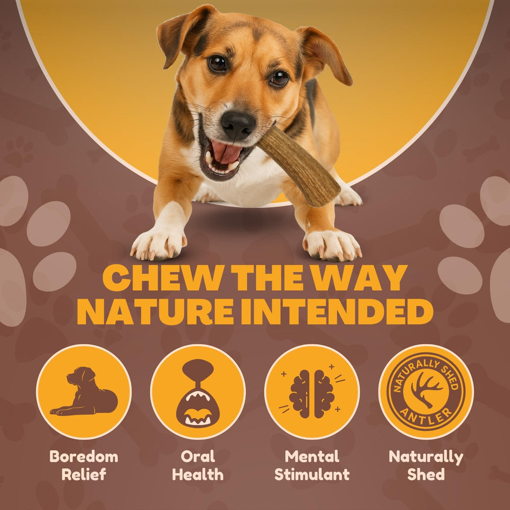 Os de cerf pour chien WhiteTail Naturals, pièces de 5 à 6 pouces.
