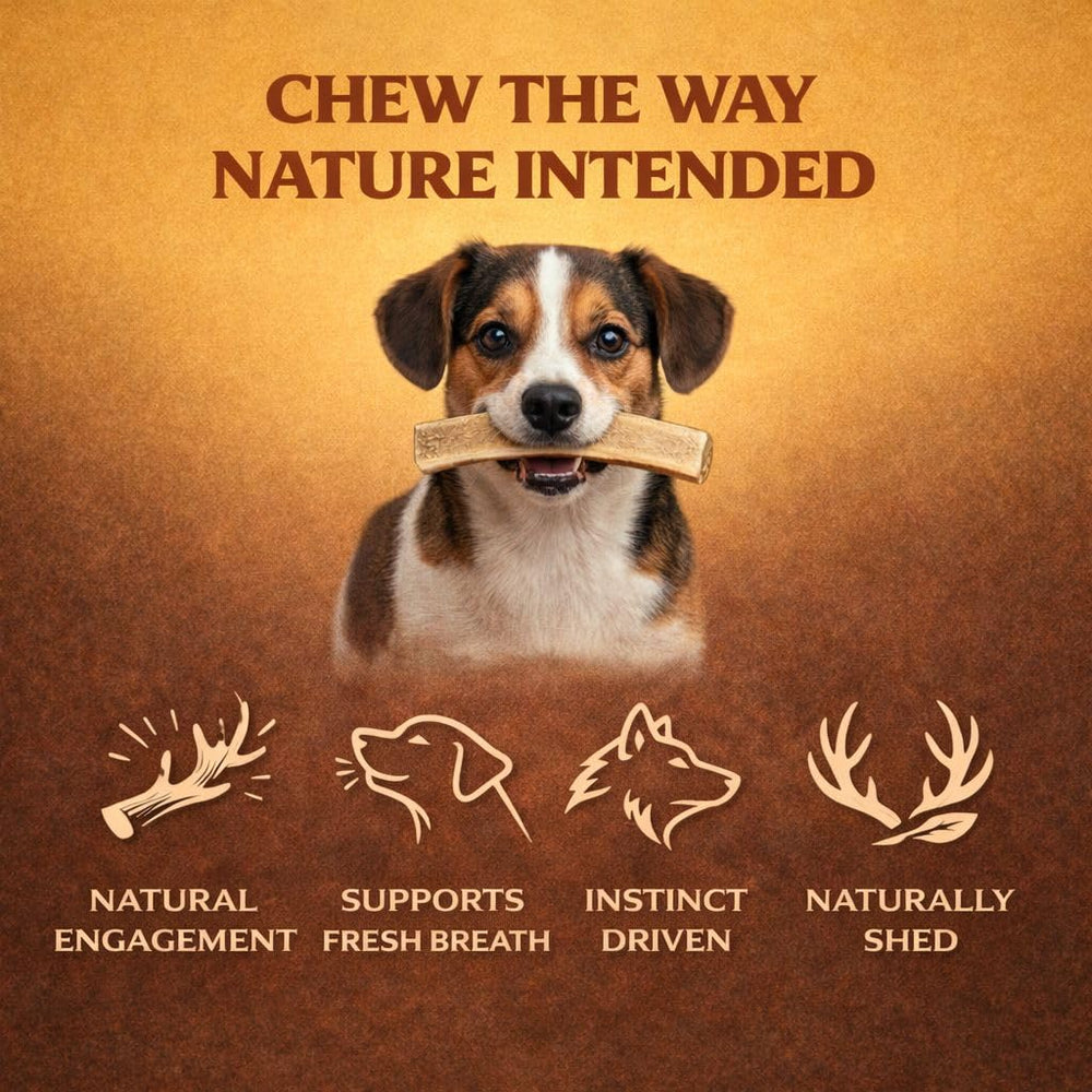 WhiteTail Naturals ramures fendues, choix naturel pour chiens moderes.