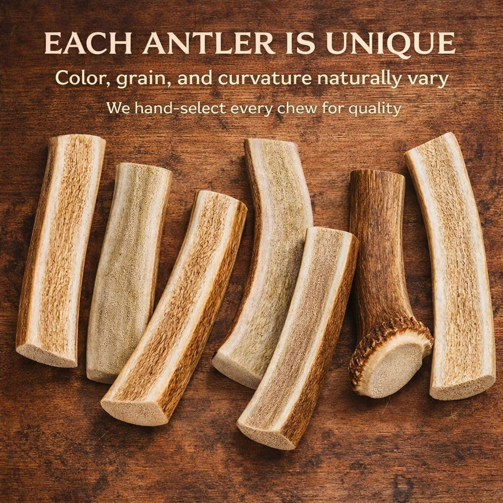 WhiteTail Naturals ramures fendues, parfait pour chiens actifs cherchant distraction saine.