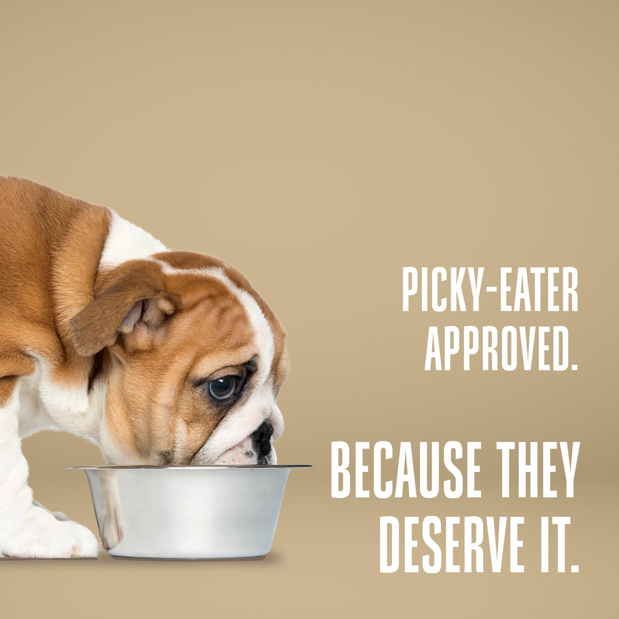 Whole Life Dog Bland Diet ingrédients simples poulet et riz de qualité