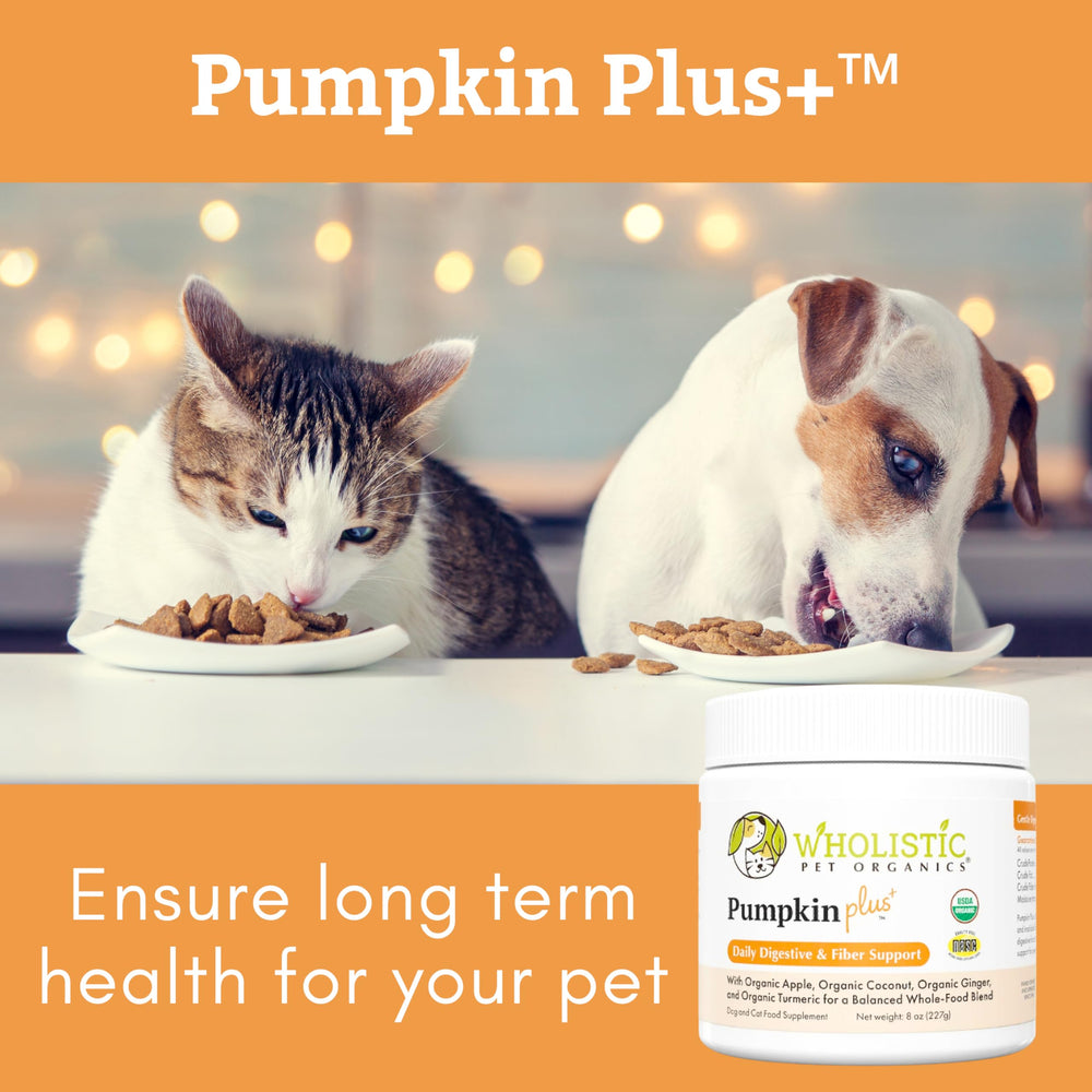 Wholistic Pet Organics Poudre Citrouille – support digestif simple et polyvalent