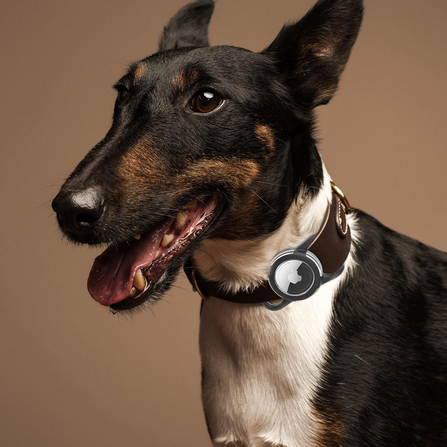 WhoseID étui Airtag, usage polyvalent sur animal et bagage.