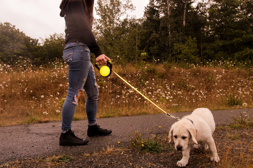 Chien en action avec lisse Wigzi Gel jaune, idéal pour sorties dynamiques.