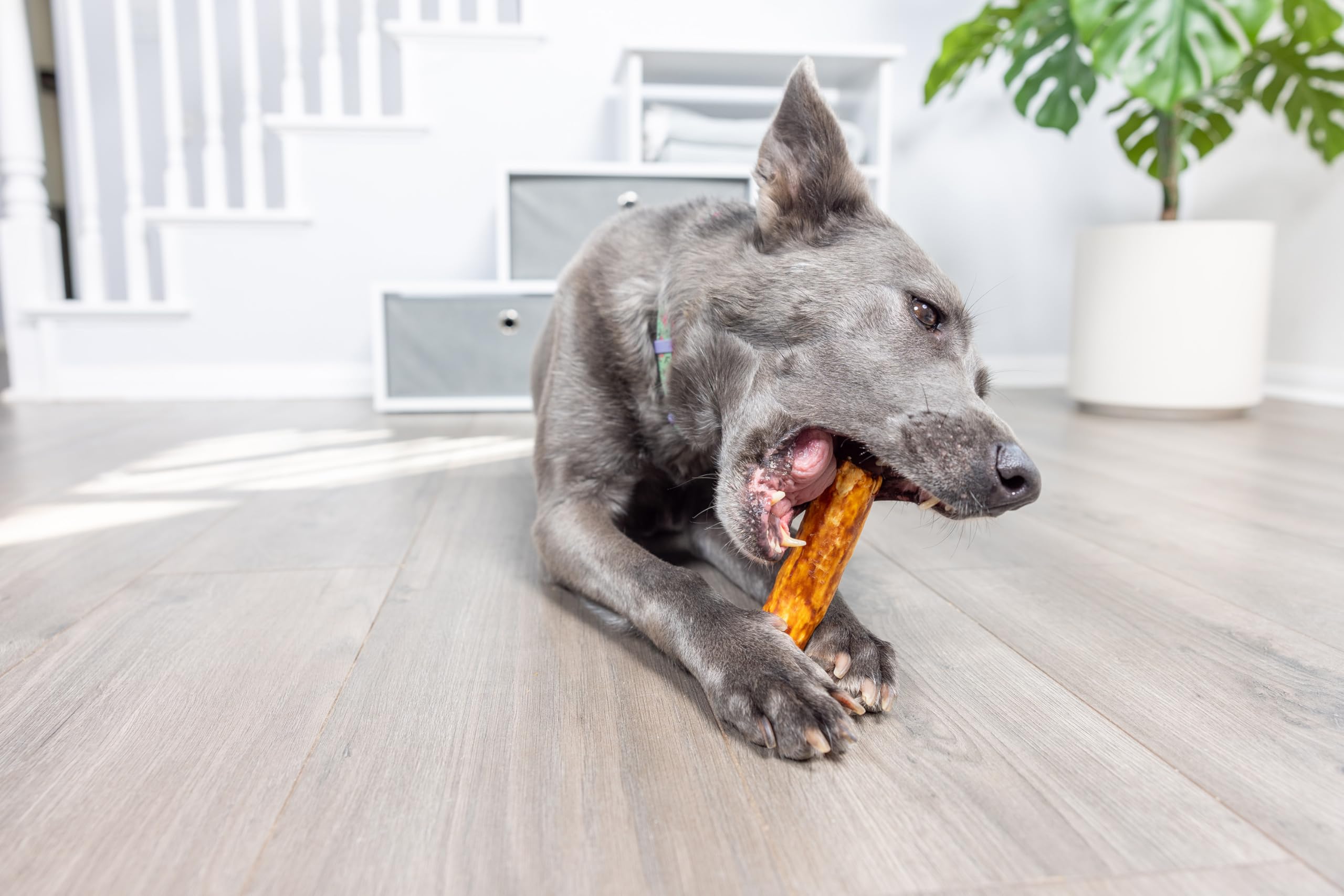 Guide d'utilisation des bouchées Wild Eats Saumon pour chiens de moyenne taille