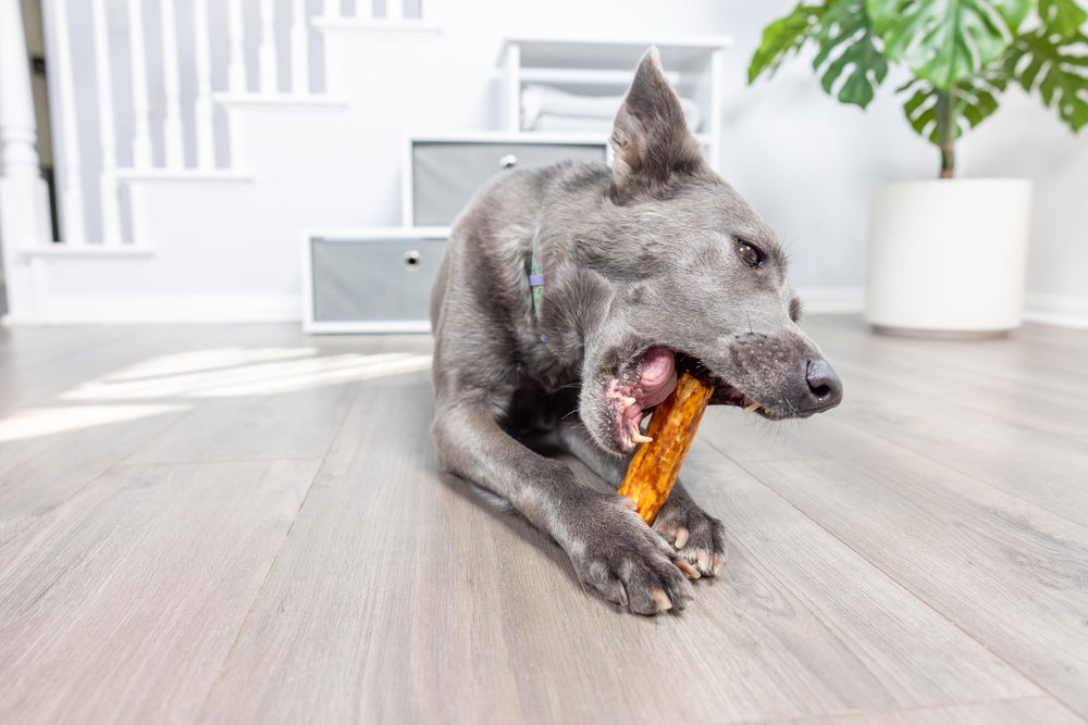 Guide d'utilisation des bouchées Wild Eats Saumon pour chiens de moyenne taille