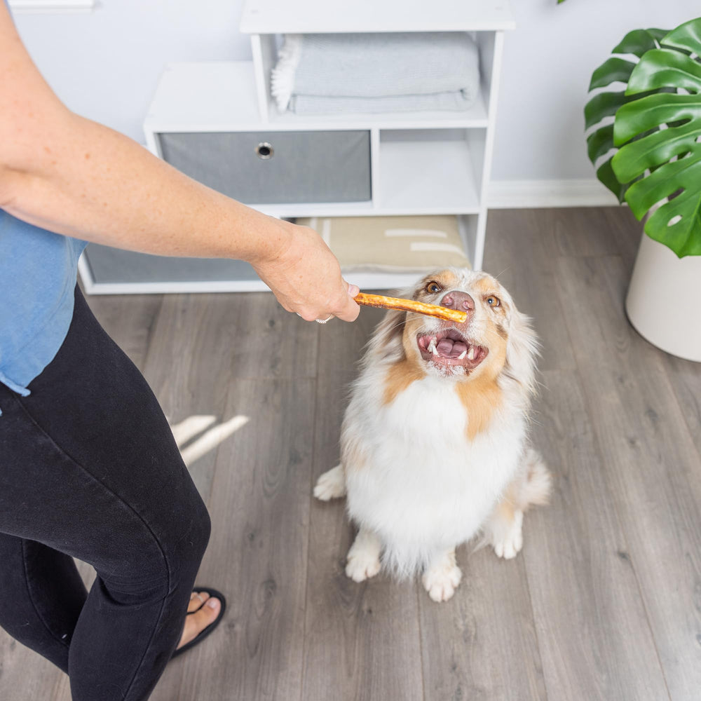Quinze pièces Wild Eats saumon et collagène, format pratique pour récompenser.
