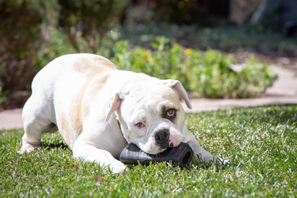 Wild Eats Tuffie Horn Buffle utilisation chien: parfaite récompense saine lors des jeux