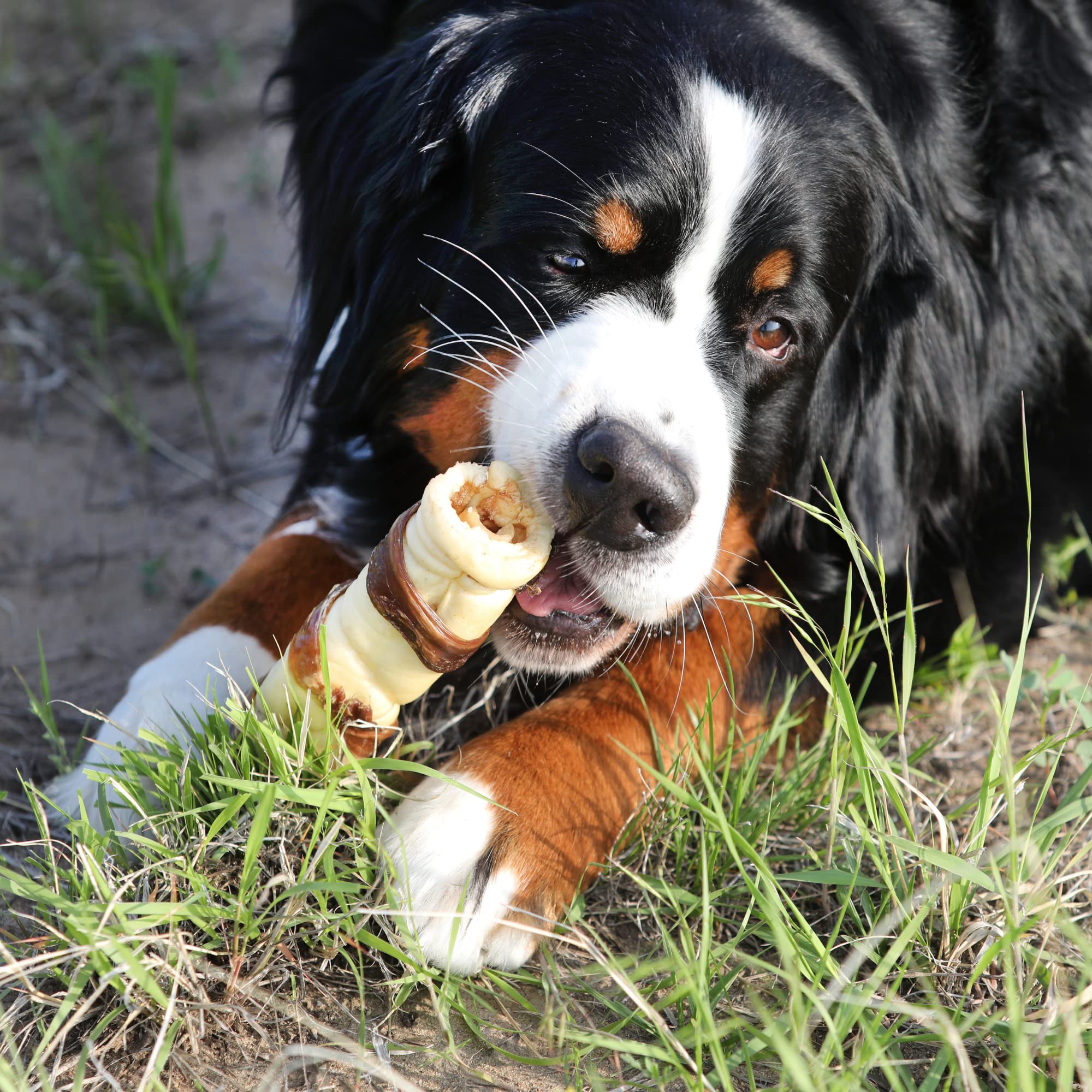Utilisation quotidienne pour chiens grands avec friandise robuste.