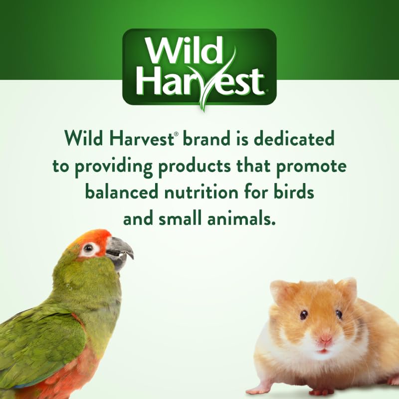 Wild Harvest P-84127: friandises bois colorés qui favorisent le jeu quotidien.