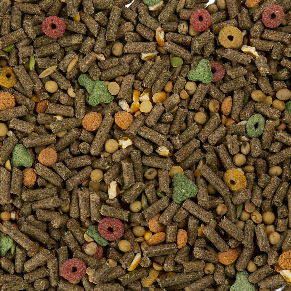 Mélange légumes Wild Harvest pour cobaye, stimulation du goût et de la recherche de nourriture.