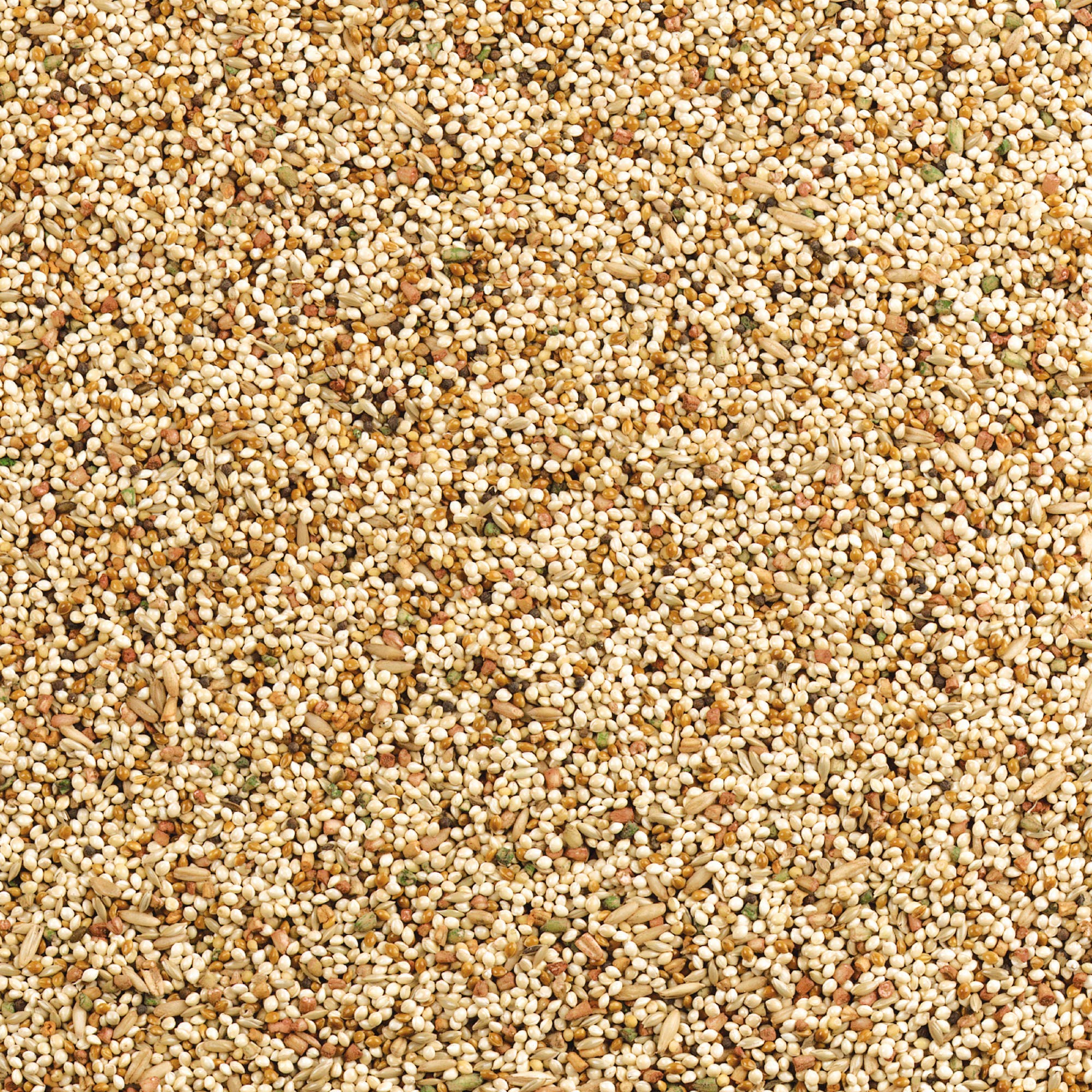 Wild Harvest Daily Blend Saveur Orange – arôme agréable qui stimule l'appétit des oiseaux.