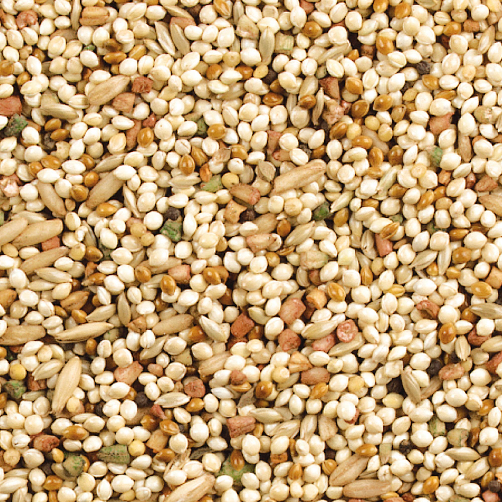 Wild Harvest Daily Blend pour Pinson – grains sélectionnés pour une alimentation variée.