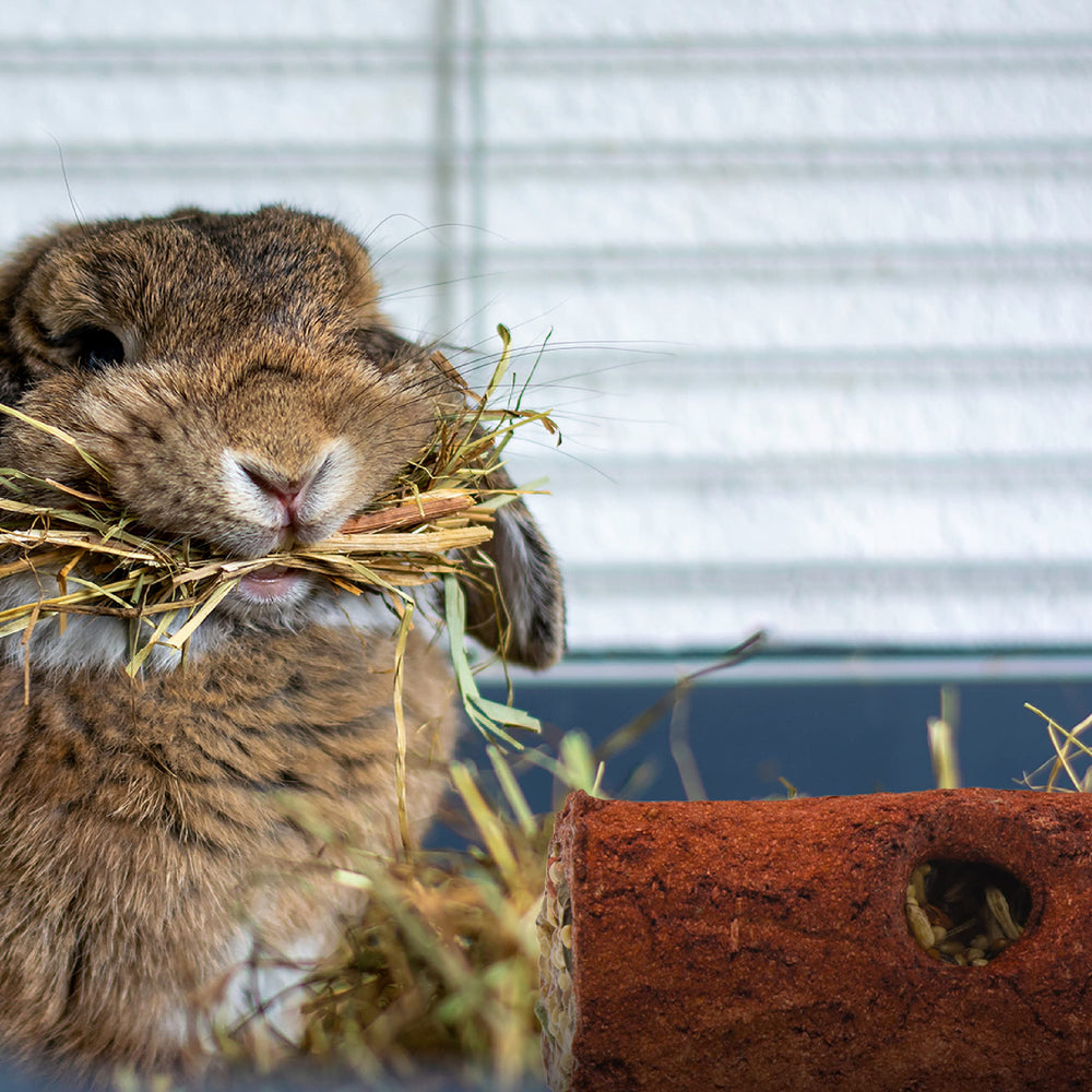 Wild Harvest Logz: cadeau interactif et savoureux pour petits animaux.