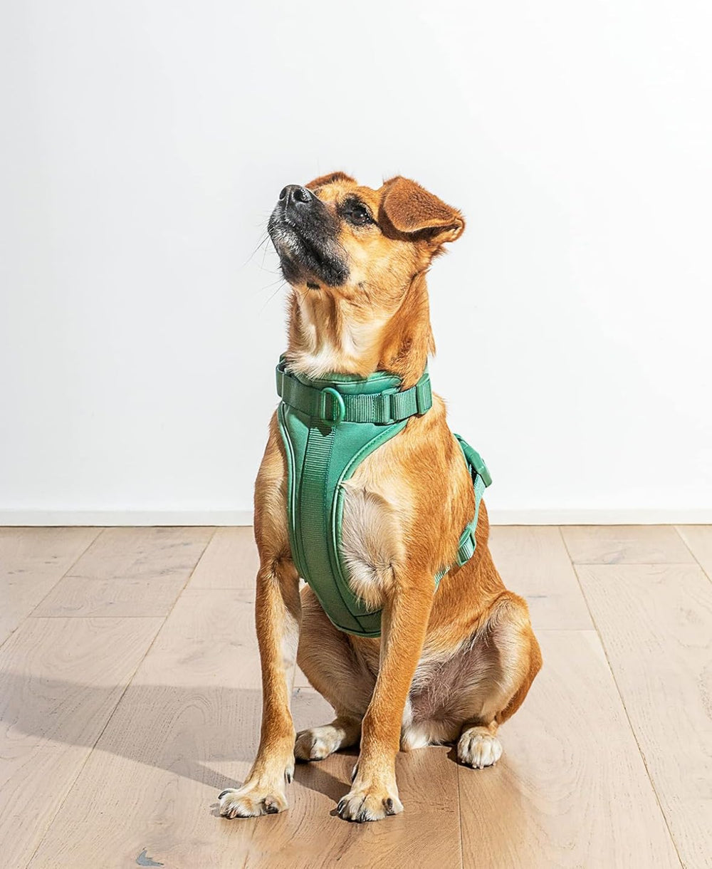 Wild One Harnais 2.0 Sapin – arrière: trois points d'attache pour plus de flexibilité lors des balades.