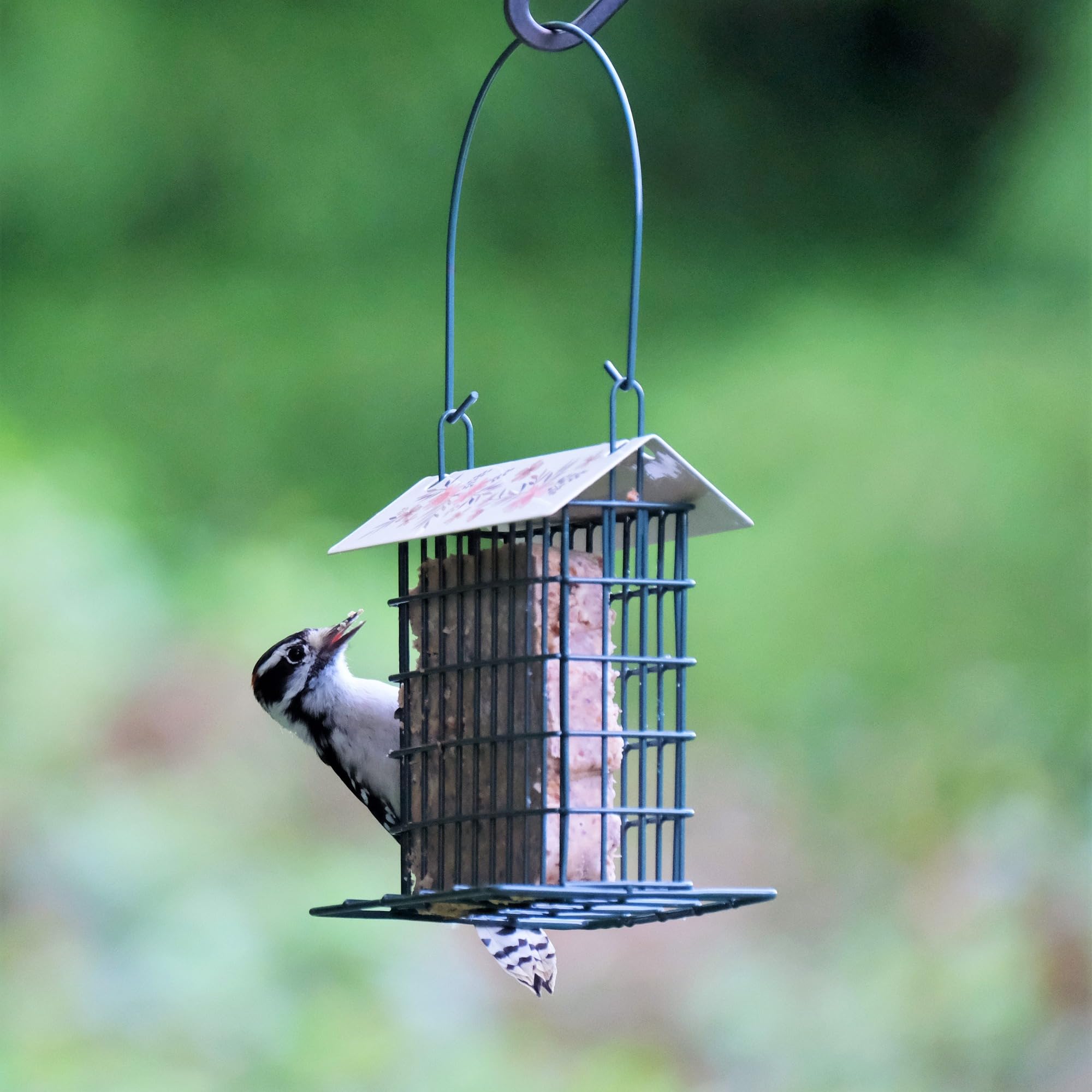 Wild Wings capacité d’un gâteau de suif attire diverses espèces dans le jardin.