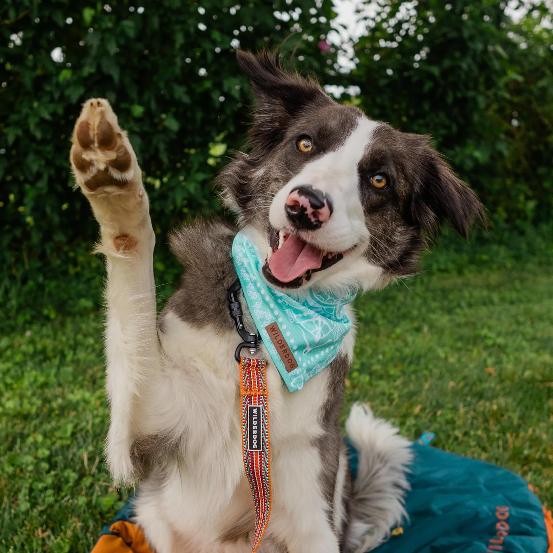 Bandana Wilderdog sèche rapidement après immersion.