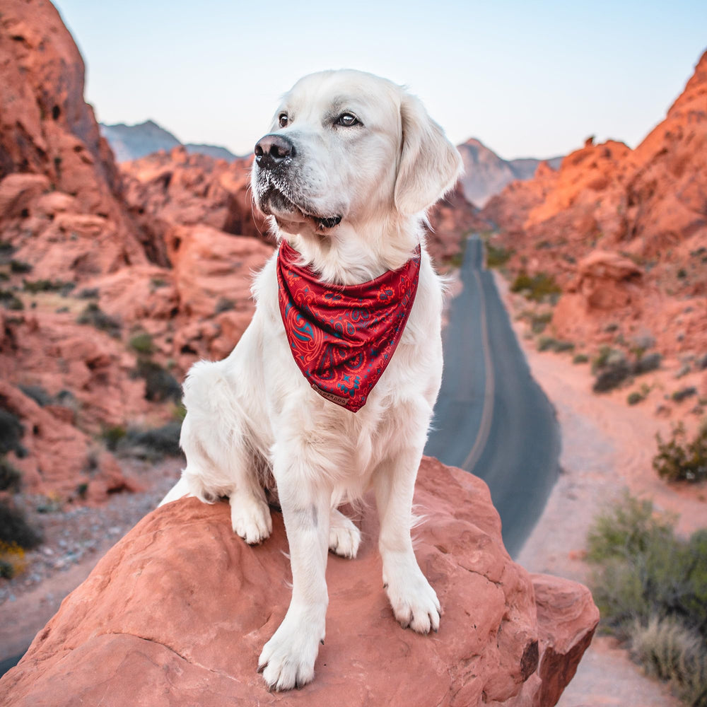 Bandana Wilderdog légère et confortable, idéale pour les voyages.