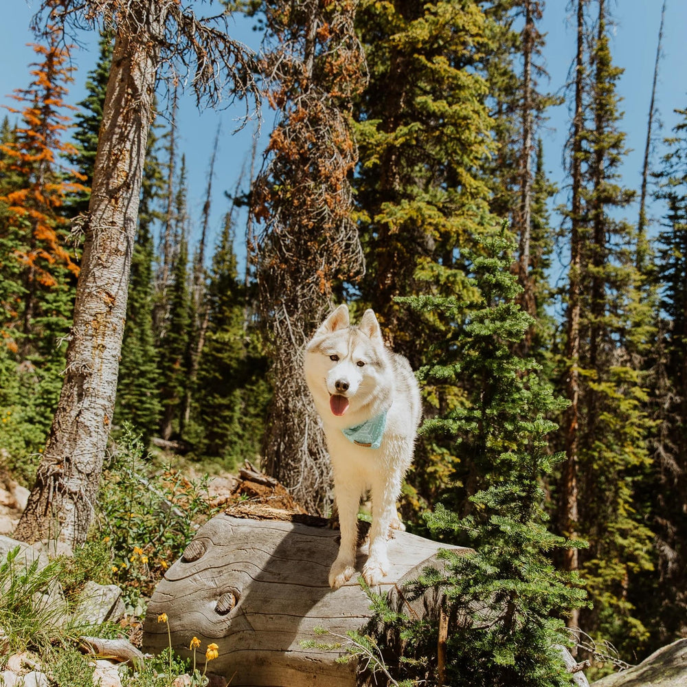 Bandana Wilderdog avec garantie à vie, tranquillité d'esprit.