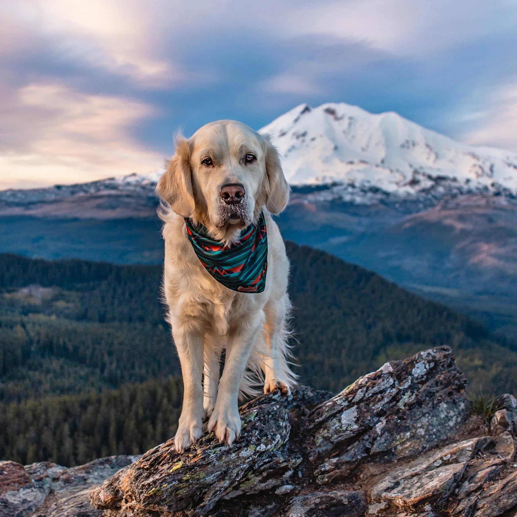 Bandana Wilderdog arrière olive, liberté de mouvement pendant les jeux.