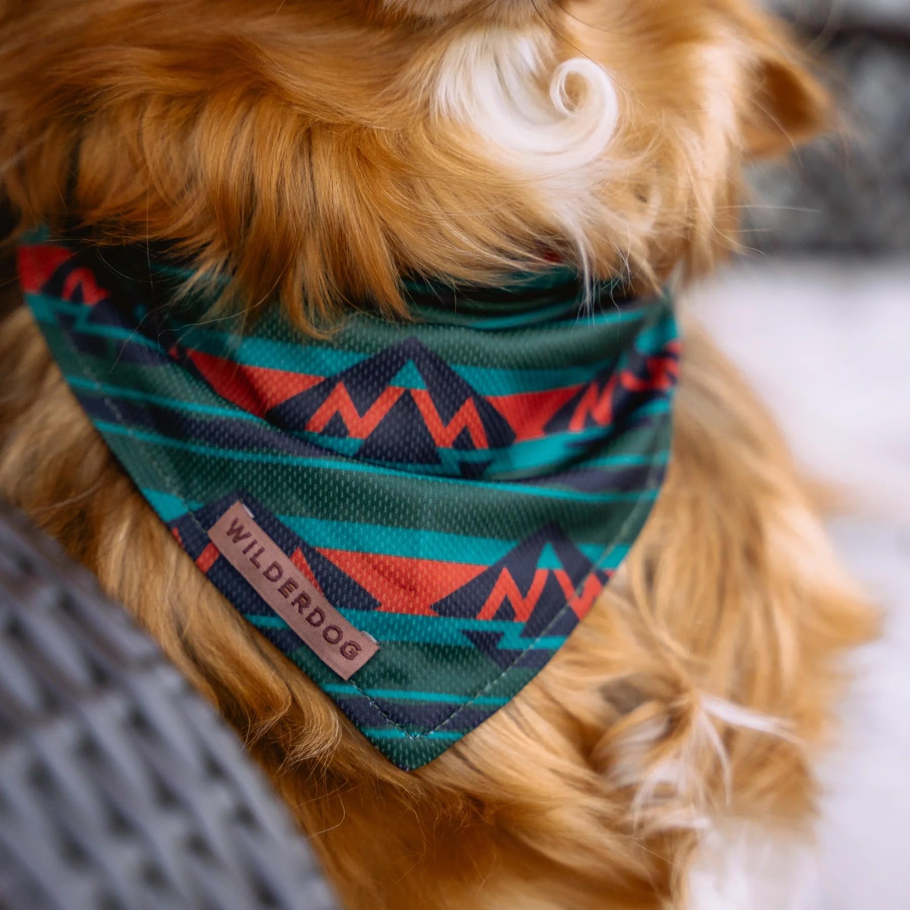 Bandana Wilderdog avant olive, couleur polyvalente pour toutes les sorties.