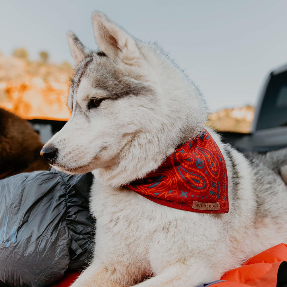 Bandana Wilderdog séchage rapide après baignade ou pluie légère.