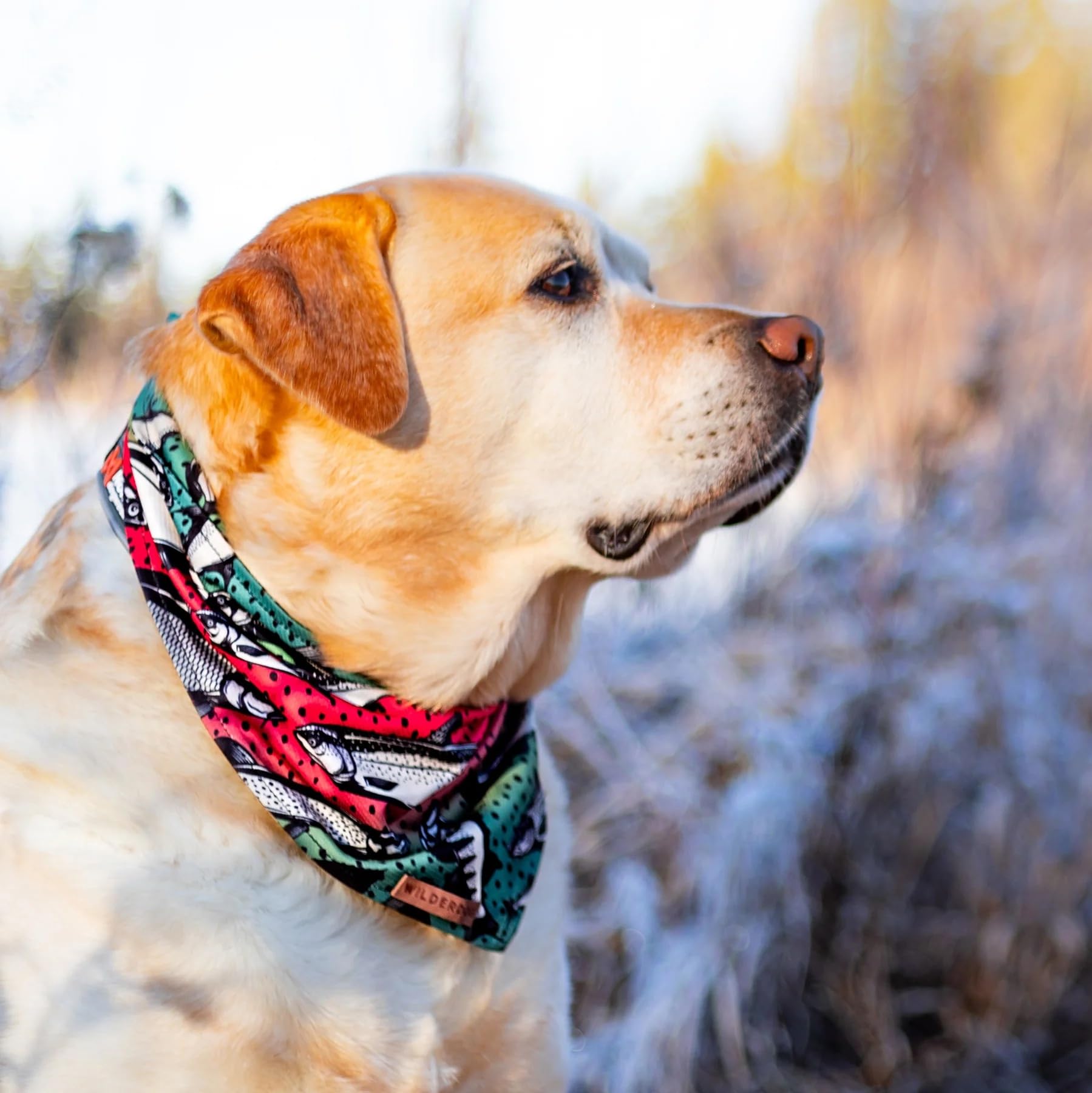 Bandana Wilderdog thème pêche, style décontracté pour chien.