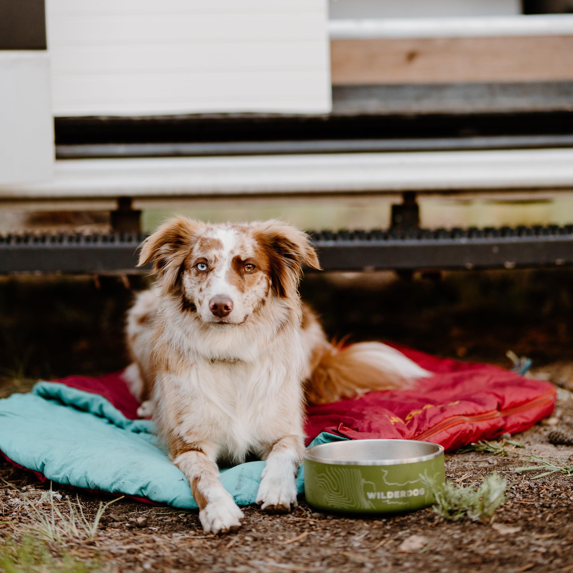 Compatibilité polyvalente Wilderdog, s'adapte à divers supports.