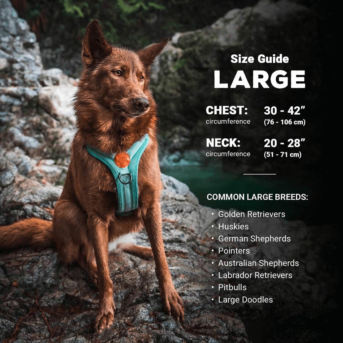Harnais Wilderdog avec anneaux en D dorsaux, double point d'attache pratique