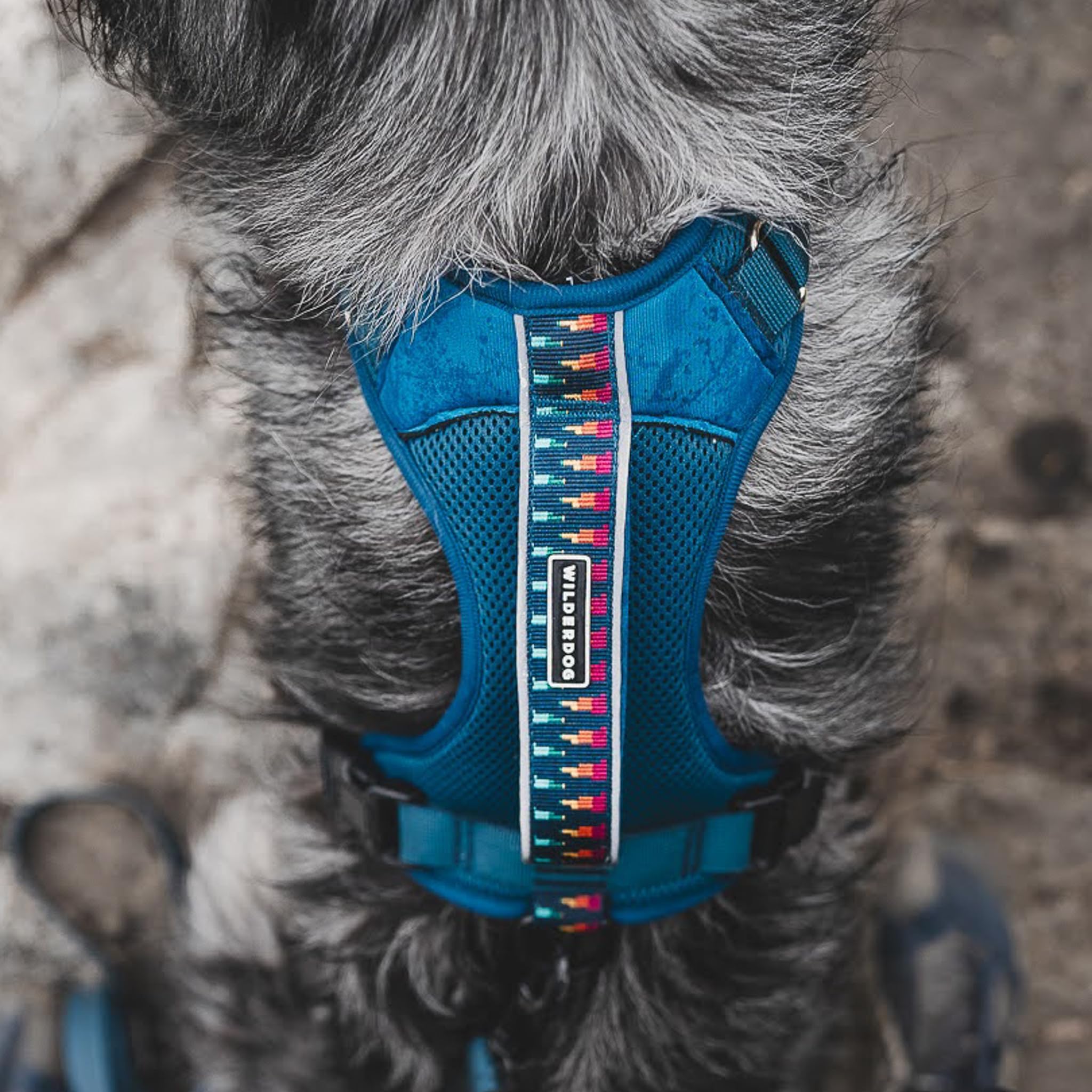 Wilderdog harnais dos avec anneaux D-rings, image latérale, sécurité et contrôle accrus.