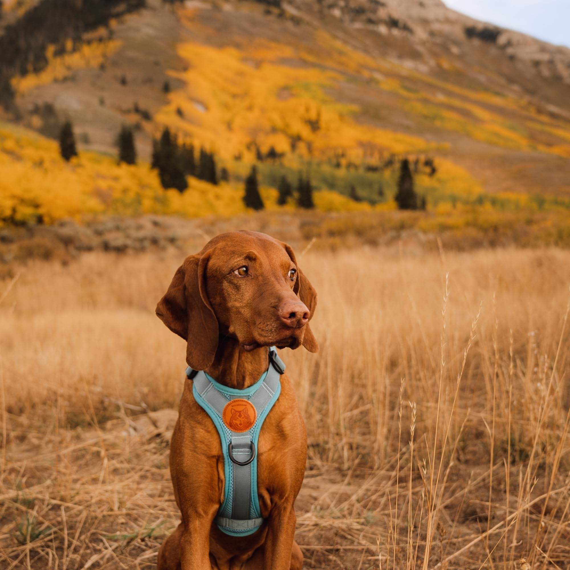 Harnais Wilderdog léger et réfléchissant, vue dos, sangles ajustables pour un ajustement personnalisé.