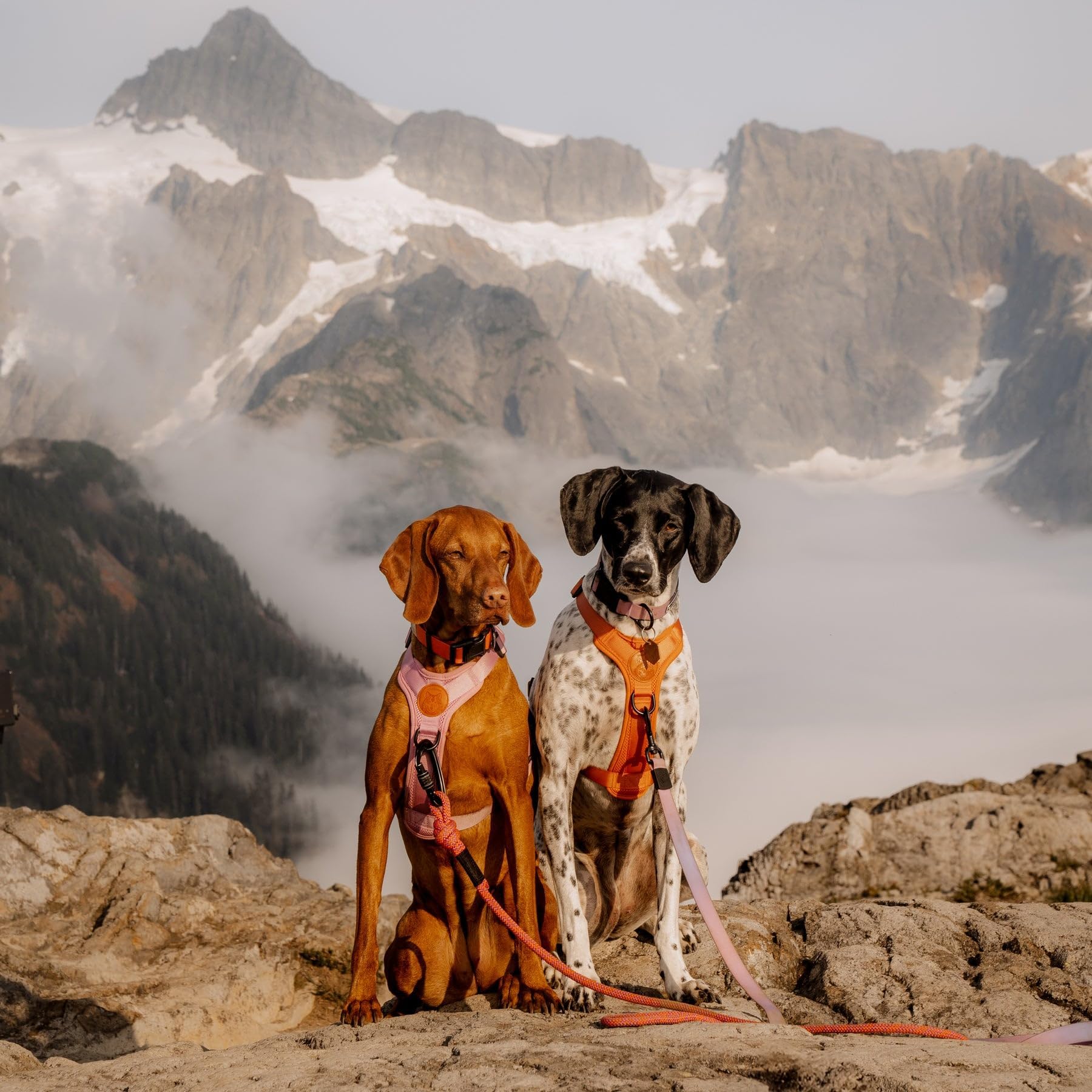 Harnais Wilderdog léger avec réflectif poitrine pour visibilité améliorée.
