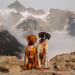 Harnais Wilderdog léger avec réflectif poitrine pour visibilité améliorée.
