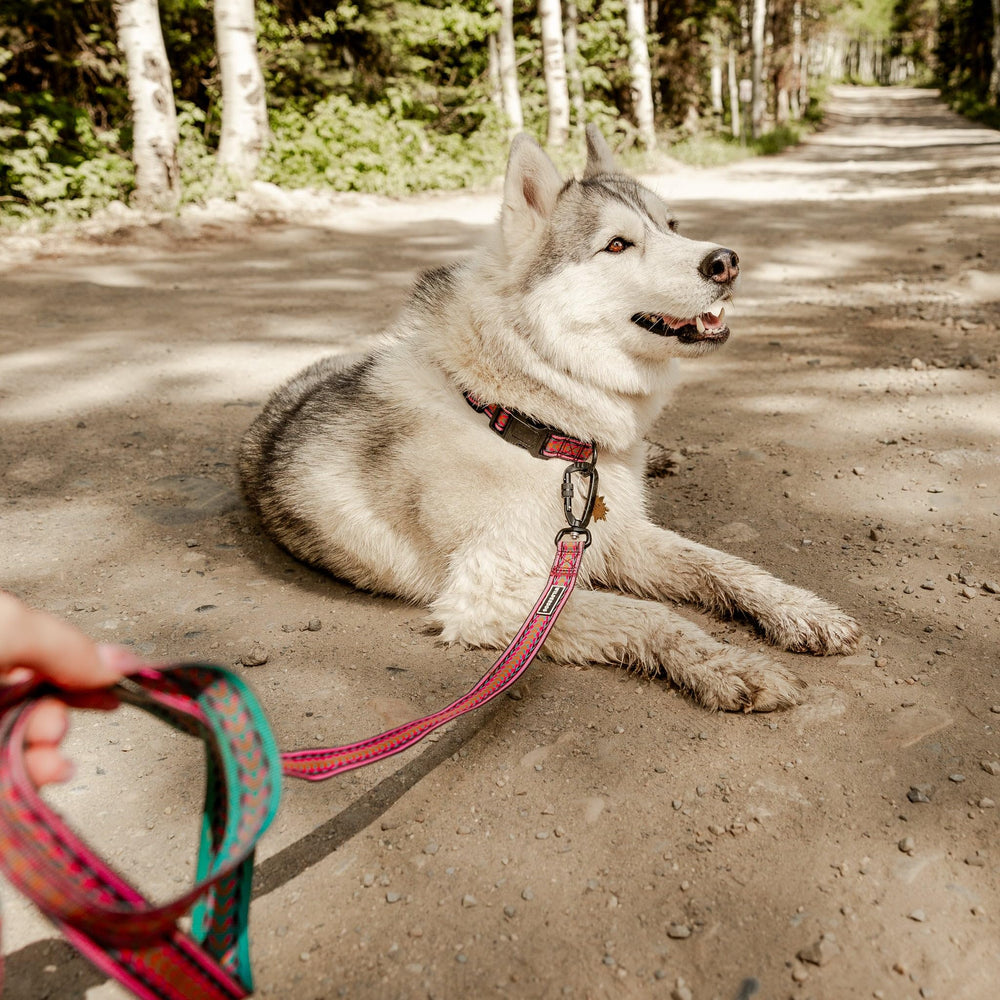 Wilderdog Ultralight: sécurité et confort lors des promenades et jeux.
