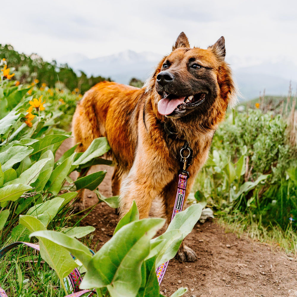 Wilderdog Ultralight: conception légère facilitant les sorties quotidiennes.
