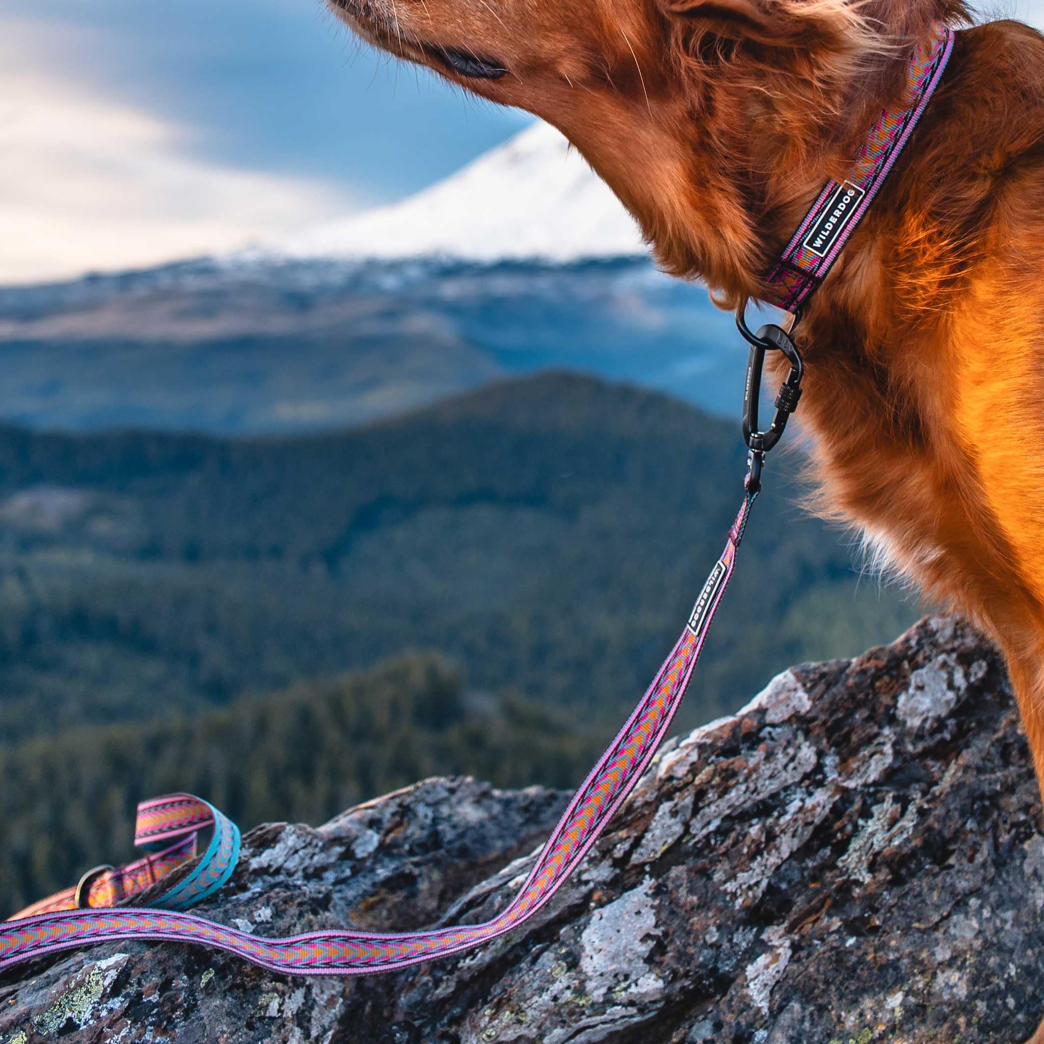 Wilderdog Ultralight: utilisation urbaine et en plein air avec traction maîtrisée.