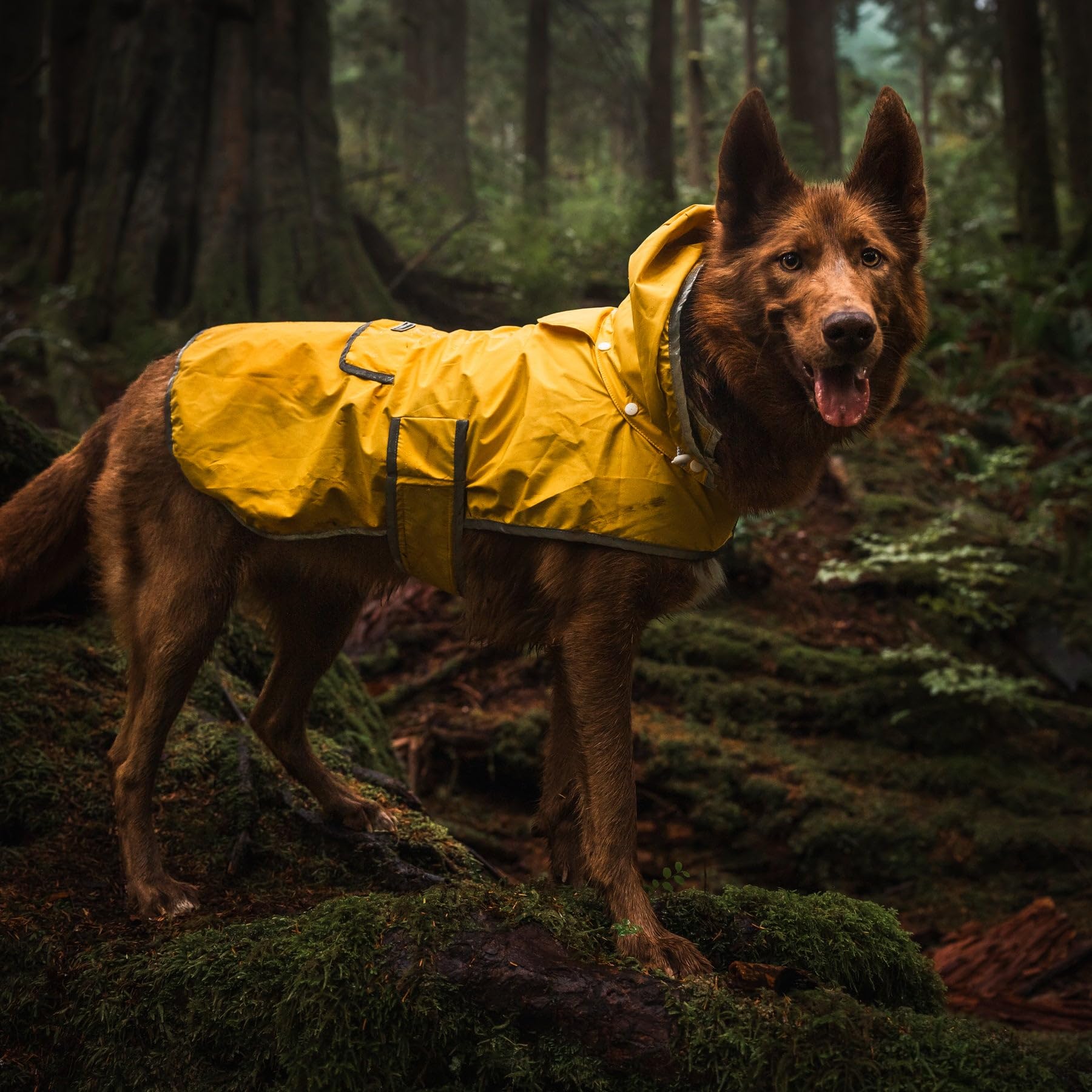 Manteau Wilderdog pliable dans la poche dorsale pratique à transporter